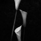 Three Lilies